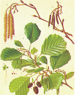 Botanische Namen: SchwarzAlnus glutinosa (L.) erle: Gaertn.; Weißerle: Alnus incana (L.