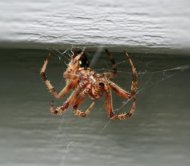 Überall Spinnen Spinnen trifft man in allen Gebieten der Erde, von den nördlichsten Inseln der Arktis bis zu den trocken-heissen Wüstenzonen. Auch in Mitteleuropa gibt es beinahe überall Spinnen.