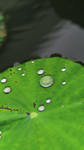 Denn wenn das Regenwasser trocknet, hinterlässt es Schmutzflecken. Forscher fanden zur Lösung dieses Problems ein Vorbild in der Natur: die Lotosblume.