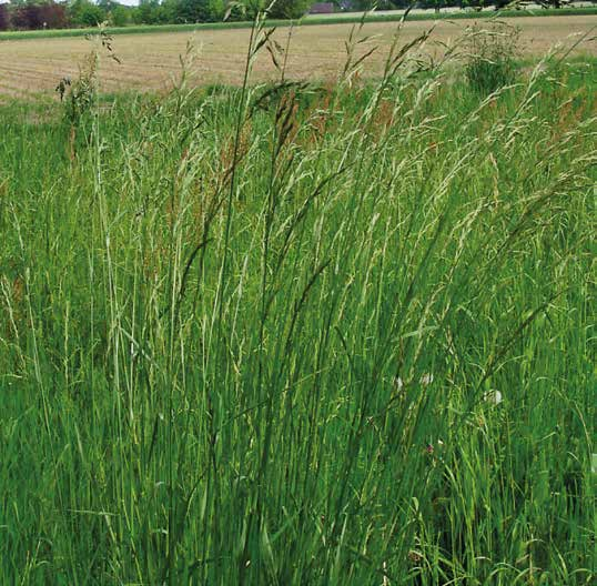 Rohrschwingel Der Rohrschwingel ist ein sehr ausdauerndes Obergras mit großer Anpassungsfähigkeit.