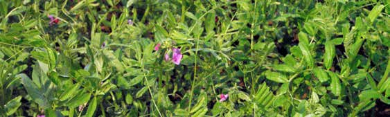 Sommerwicke (Vicia sativa) Hülsenfrüchte Blütenfarbe 1) Tausendkorngewicht Pflanzenlänge Neigung zu Blühen Neigung zu Lager Massenbildung im Anfang TM-Ertrag Rohproteingehalt EBENA 4 5 4 7 4 4 5 6