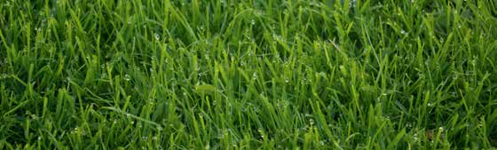 Rotschwingel (Festuca rubra) RASEN Ausläuferrotschwingel LAMBADA ist eine dunkelgrüne Sorte mit einem schönen Aspekt im Winter und guter Narbenbildung.