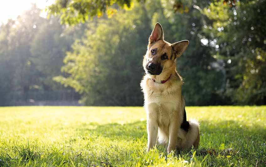 Die Brandenburger Hundehalteverordnung Viele Menschen in unserem Lande, in unserer Stadt schaffen sich Hunde an. Für manch einen sind sie der,,beste Freund des Menschen.
