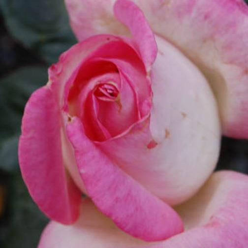 Princesse de Monaco crèmeweiss, Rand rosa stark gefüllt 13-14, meist einzeln zart normal kurz, rundlich aufrecht, breitbuschig, dicht mittelgross, mittelgrün, stark glänzend 70 cm 50 cm nicht