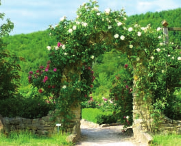Neben Beet- und Edelrosen blühen englische, französische, gallische, historische, Moosrosen und weiße Rosen, die durch eine einmalige Sammlung von über 100 Wildrosensorten eingefasst sind.