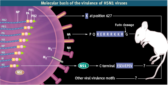 III.1: Das C-terminale ESEV Motiv des NS1 Proteins ist keine Virulenzdeterminante des H5N1-Virus (P15) 9 NLS I 73