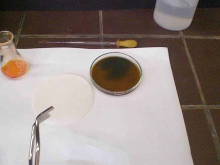 Ein Filterpapier wurde in einer zweiten Petrischale in Ethanol getränkt, abtropfen gelassen und mit der Tiegelzange nah über die Petrischale gehalten.