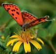 Schmetterlinge und Pflanzen Jede Schmetterlingsart hat bestimmte Futterpflanzen, auf denen sie ihre Eier ablegt. Nach dem Schlüpfen ernähren sich die Raupen von diesen Pflanzen.