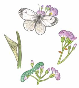 Warum sind einige Schmetterlingsarten vom Aussterben bedroht? Welcher Schmetterling braucht welche Futterpflanze?