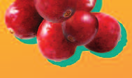 Eigenschaften der herb-säuerlich schmeckenden Cranberry.