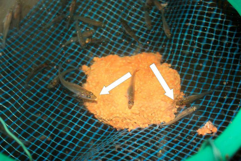 Abb. 5: Juvenile Zander beim Herausreißen von Stücken des Gefrierfutters auf der Futtertheke in Silo III bei der Nahrungsumstellung auf Trockenmischfuttermittel; TW Boek, 2010.