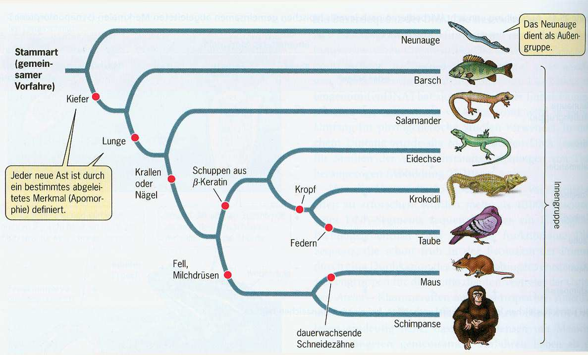 Phylogenie von 8 Wirbeltierarten 7