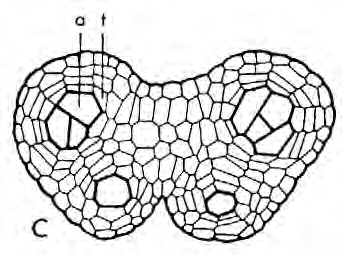 Pollenmutterzelle