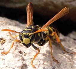 Auch Wespen oder der Feuersalamander (14-20 cm) bedienen sich dieses Signals. Oswald Walg Gelbbauchunke Hören tut man sie selten.