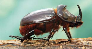 Er gehört, so wie Mai- und Julikäfer, zur Familie der Blatthornkäfer (Scarabaeidae) und hat, wie diese, Larven im Engerling-Format - nur eben viel größere.