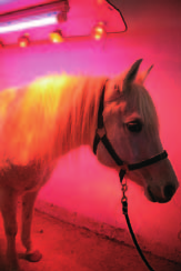 16 medizinserie Therapien für Pferde: Farb- und Lichttherapie Stimulation der Sinne: Farbe ins Spiel bringen Für das Pferd sind die Sinnesorgane wichtige Informationsquellen.