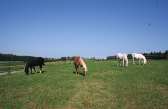 medizinserie 17 Beobachtungen haben auch gezeigt, dass sich Pferde, die viel an der frischen Luft gehalten werden, schneller von Krankheiten und Verletzungen erholen.