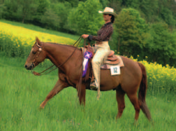 Bronzene Medaillen für die Diszplinen Trail, Super Horse und Reining hängen bereits ebenfalls in der Vitrine seiner Besitzerin Carmen Weber-Rueß.