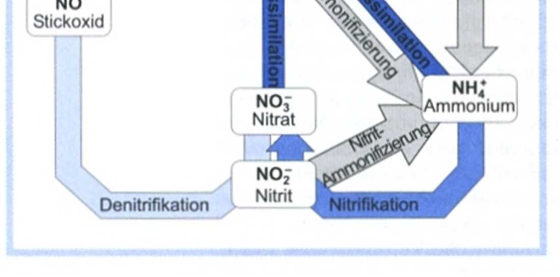 Denitrifikation und Nitrat