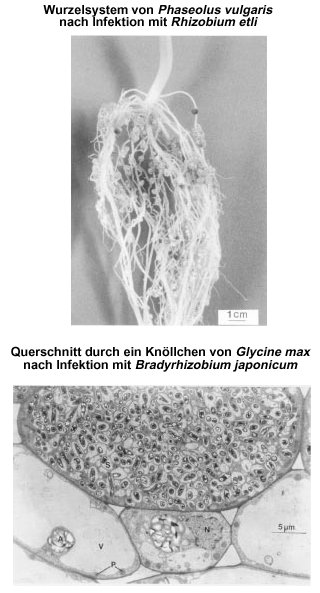 Wurzelknöllchen, Symbiose von Pflanzen mit Stickstofffixierenden Bakterien SKreislauf S 1 % der Trockenmasse Dissimilatorische Prozesse relativ wichtiger als assimilatorische viele Reaktionen nur von