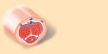 Dort bewirken Botenstoffe, dass sich die Muskelzellen in den Schwellkörpern und den Blutgefäßen des Penis entspannen.