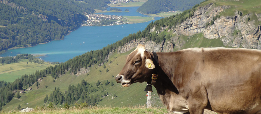 Milchgewinnung Ohne Kühe keine Milch Die Tiere grasen in schönster Natur Egal ob Bio oder nicht, die saftigen Bergkräuter machen den Unterschied. Das Engadin ist rund 90 km lang.