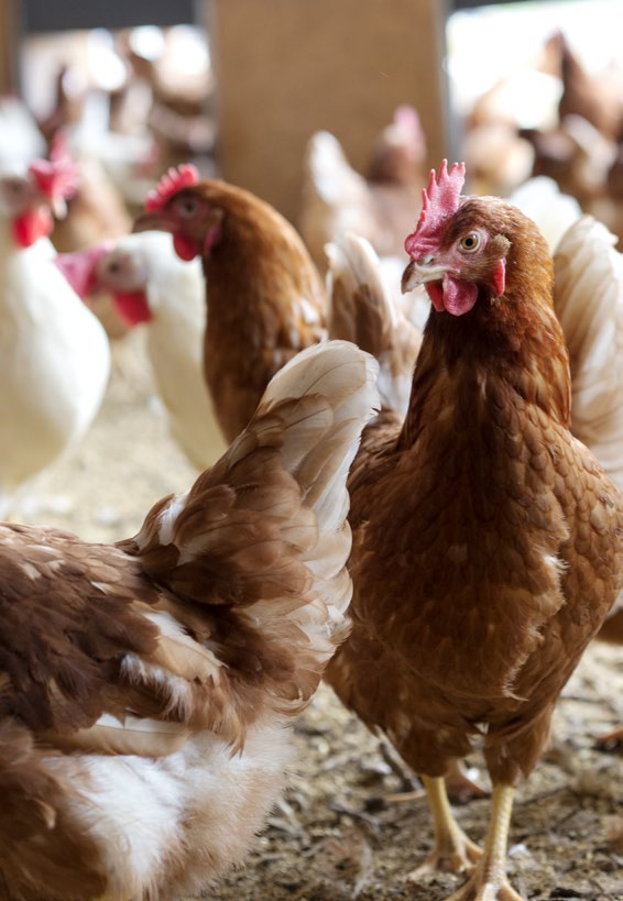 Gesunde Eier von glücklichen Hühnern Die Tiere auf den Knospe-Betrieben werden besonders artgerecht gehalten und verbringen viel Zeit unter freiem Himmel. So auch die Hühner.