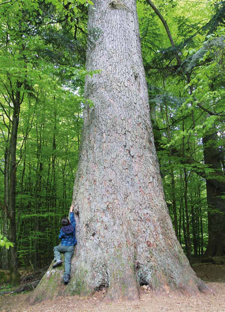Biodiversität Vielfalt im Wald Christoph Moning Nicht nur alte Bestände, auch einzelne Uraltbäume haben für die Artenvielfalt in Bergmischwäldern eine hohe Bedeutung.