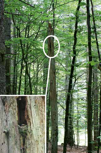 In einem mitteleuropäischen Urwald erreicht der Anteil von Totholz an der gesamten Biomasse 10 bis 30 Prozent.