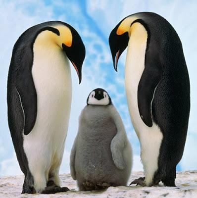 Pinguine Man muss sehr weit reisen, um Pinguine in freier Wildbahn zu sehen. Sie wohnen am Südpol. Zum Glück gibt es Pinguine im Zoo. Sie sind dort fast zahm.