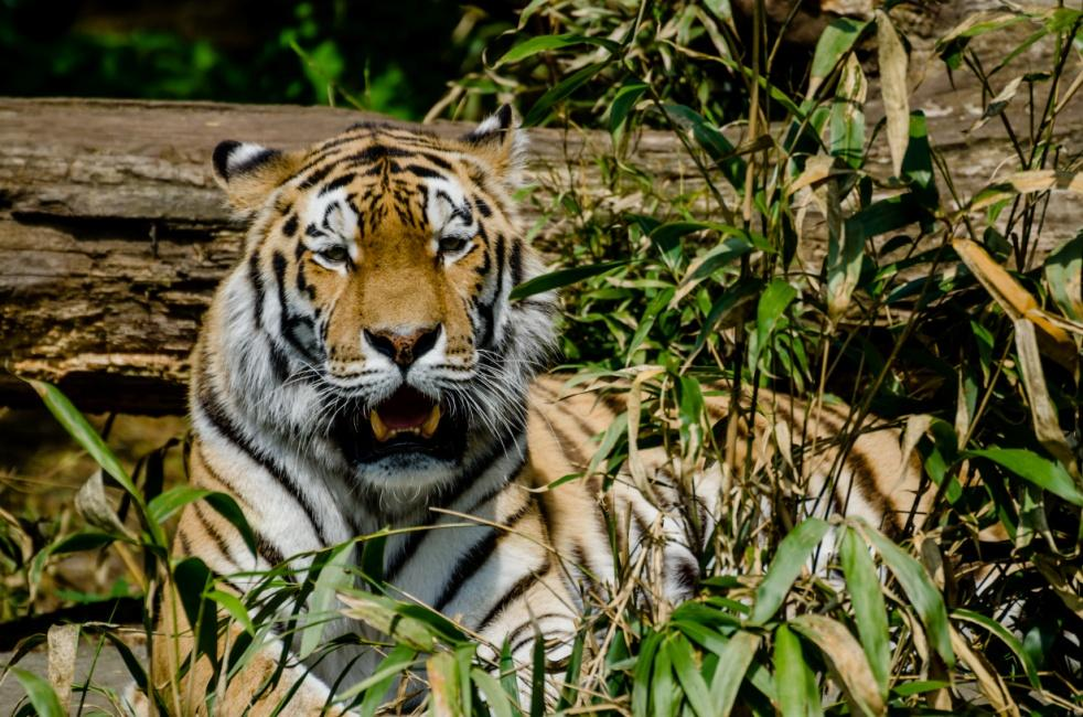 Der Tiger Der Tiger ist die größte Raubkatze auf der Erde. Leider gibt es nicht mehr viele Tiger. Nach Schätzungen gibt es nur noch 3000-5000 frei lebende Tiere.