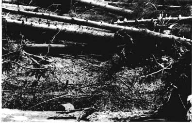 In ihrem Weidedistrikt nördlich von Waldhäuser, an der Grenze zum heutigen Tschechien, durften auf einer Fläche von 422 ha rund 80 Waldstiere weiden (SEYFERT 1975).
