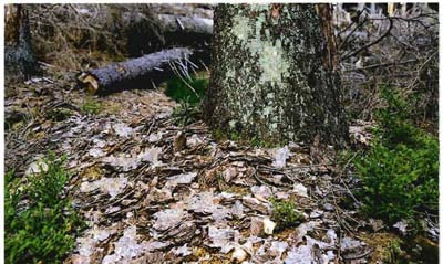 ~ ~ ~ Gras-Fazies Die dominierenden Arten sind Berg-Reitgras (Calamagrostis villosa), Drahtschmiele (Deschampsia flexuosa) und Wald-Hainsimse (Luzula sylvatica).