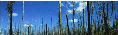 Wichtigster Störungstyp im borealen Wald sind Brände, die sich in den kontinental geprägten Gebieten während ausgeprägter Hochdruckwetterlagen entfachen können.