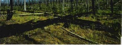 In Ostkanada und in den subalpinen Wäldern der nördlichen Rocky Mountains betragen sie 400 Jahre und mehr (SCHMIDT-VOGT 1985). Die Feuer in der borealen Zone haben z. T.