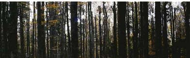 Abb.29 Auf Dauerbeobachtungsflächen wird der Eintrag von Schadstoffen in die Waldökosysteme des Nationalparks gemessen. Böden zumindest teilweise durch die größeren Baumabstände ausgeglichen wird.