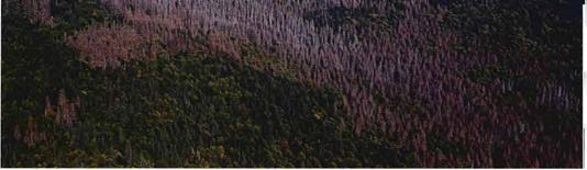 Siebensteinfelsen) ungebremst ausbreiten, da auf tschechischem Staatsgebiet befallene Bäume entfernt wurden und auf bayerischer Seite aufgrund ausgedehnter Laubholzpartien und relativ junger Bestände