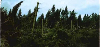 Die Waldentwicklung nach Windwurf Ein Blick in die Archive zeigt jedoch, dass verheerende Stürme die Forstwirtschaft von Anbeginn an begleiten. So sind z. B. für die zweite Hälfte des 19.