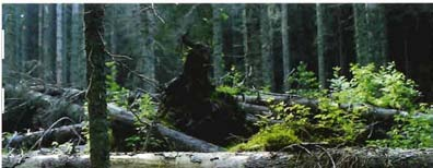 In Naturwäldern sind solche Störungen jedoch ein wichtiger Bestandteil der natürlichen WaIdentwicklung ("disturbance-regime", LORIMER und FRELICH 1994): Sie geben den Anstoß zur Erneuerung von