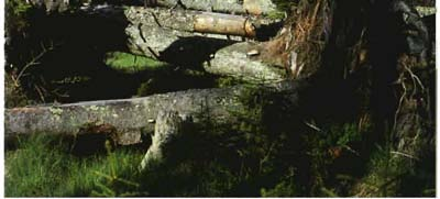 Abb. 5 Für alte Bäume bedeu ten Windwurf und Borkenkäfer den Tod.