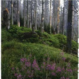 Waldgesellschaften des Nationalparks Bayerischer Wald - Aufichtenwald, Bergmischwald und Bergfichtenwald - sowohl in zeitlicher als auch räumlicher Dimension zu dokumentieren.