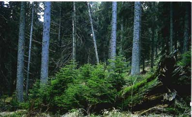 quantifizieren zu können, wurde bei der Verjüngungsaufnahme registriert, ob Bäume auf diesem Substrat wachsen.