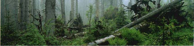 5.1 Störungen als Motor der Waldentwicklung Die Stürme im Sommer 1983 und Herbst 1984 haben zu den ersten tiefgreifenden Veränderungen in den Wäldern des Nationalparks Bayerischer Wald seit dessen