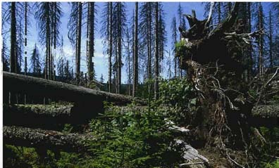 5.2 Veränderungen nach dem Sturm Stürme reißen unterschiedlich große Lücken in den Wald und verändern dadurch die Umweltbedingungen ganz entscheidend.