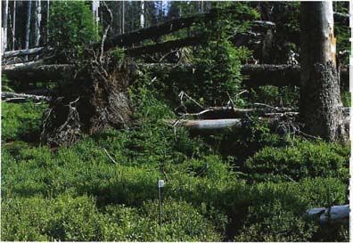 Abb. 51 Auf der überwiegenden Fläche bleibt die typische Waldbodenvegetation erhalten.