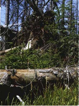5.3 Entwicklung einer neuen Waldgeneration Da der Sturm die meisten Bäume nicht abgebro~ chen, sondern entwurzelt hatte und die Stämme und Kronen oft ohne Bodenkontakt übereinander liegen, wurde der