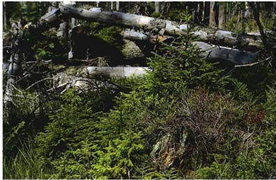 Abb. 54 Die neue Waldgenera tion entwickelt sich im Standortsmosaik sehr vielfältig und reich strukturiert (Au fnahme vom Mai 1993).