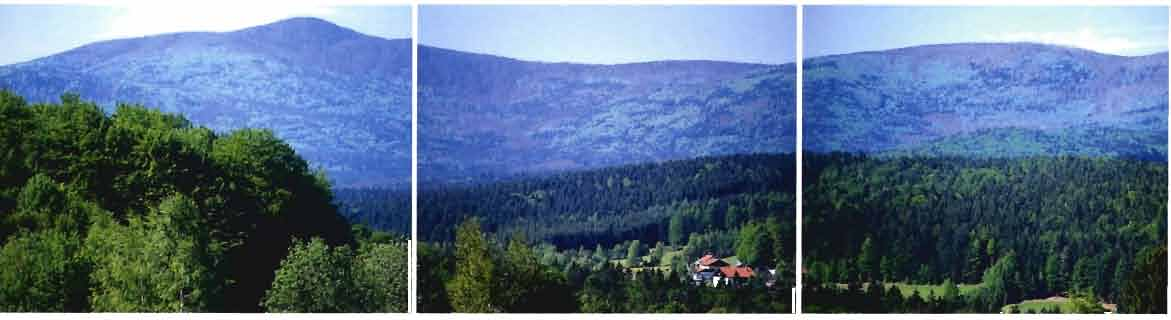 Die Buchdruckermassenvermehrung im Nationalpark Bayerischer Wald Seit nunmehr 13 Jahren wird die WaIdentwicklung im Nationalpark Bayerischer Wald durch jährliche Luftbildserien dokumentiert.
