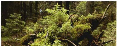 6. Schlussberner kungen Welche Schlüsse lassen sich aus den bisherigen Beobachtungen im Nationalpark Bayerischer Wald ziehen?