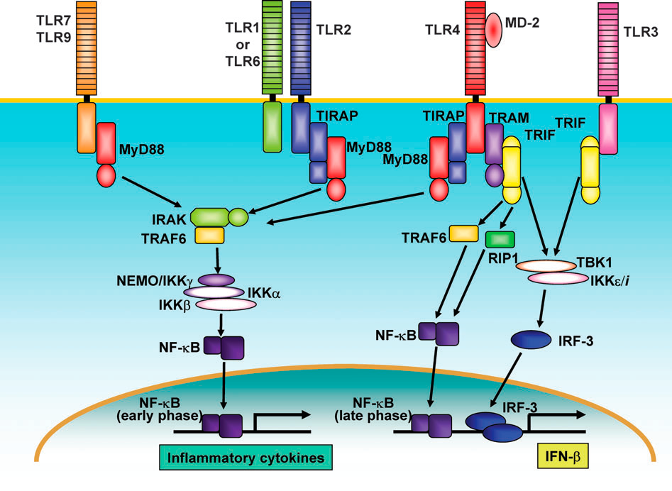 Einleitung Abb. 1.3: Signalwege der Toll-like Rezeptoren Ausgangspunkt der Signalwege der Toll-like Rezeptoren ist die zytoplasmatische TIR Domäne.
